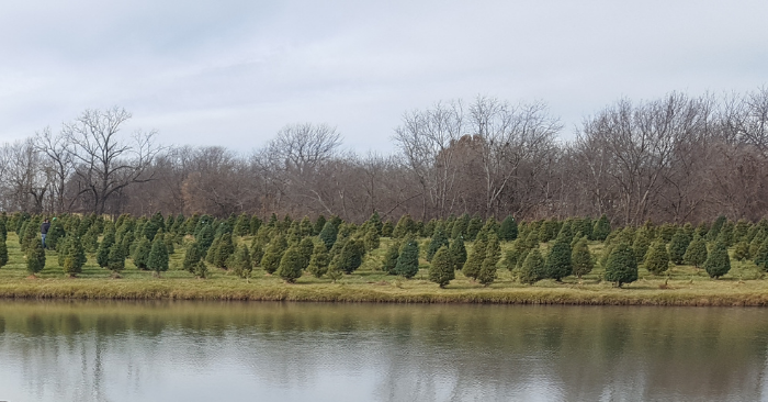 Pumpkins and Pines Christmas Tree Farm Pleasant Hill Missouri