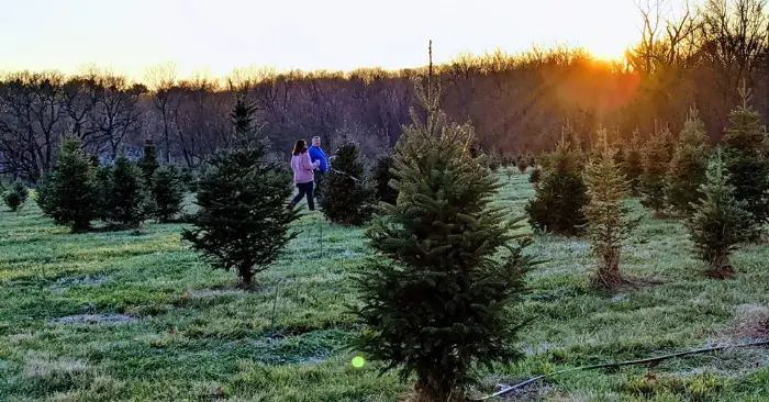 Christmas-Ranch-Trees-2 (1)