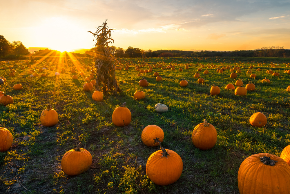 It’s Pumpkin Time in Kansas City; 7 Pumpkin Patches to Visit in 2020
