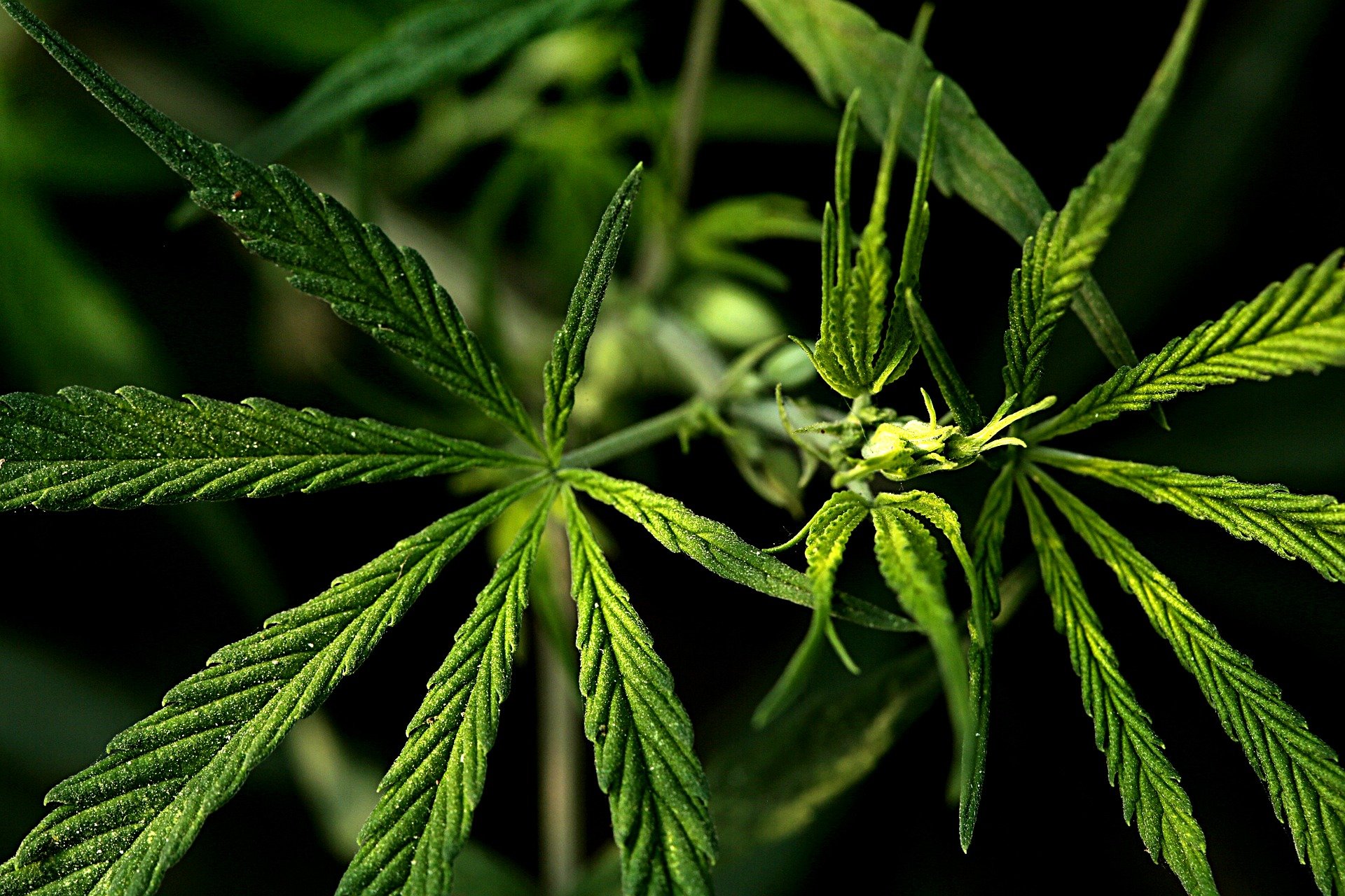 Ask the Expert: Medical Marijuana and Workplace Safety