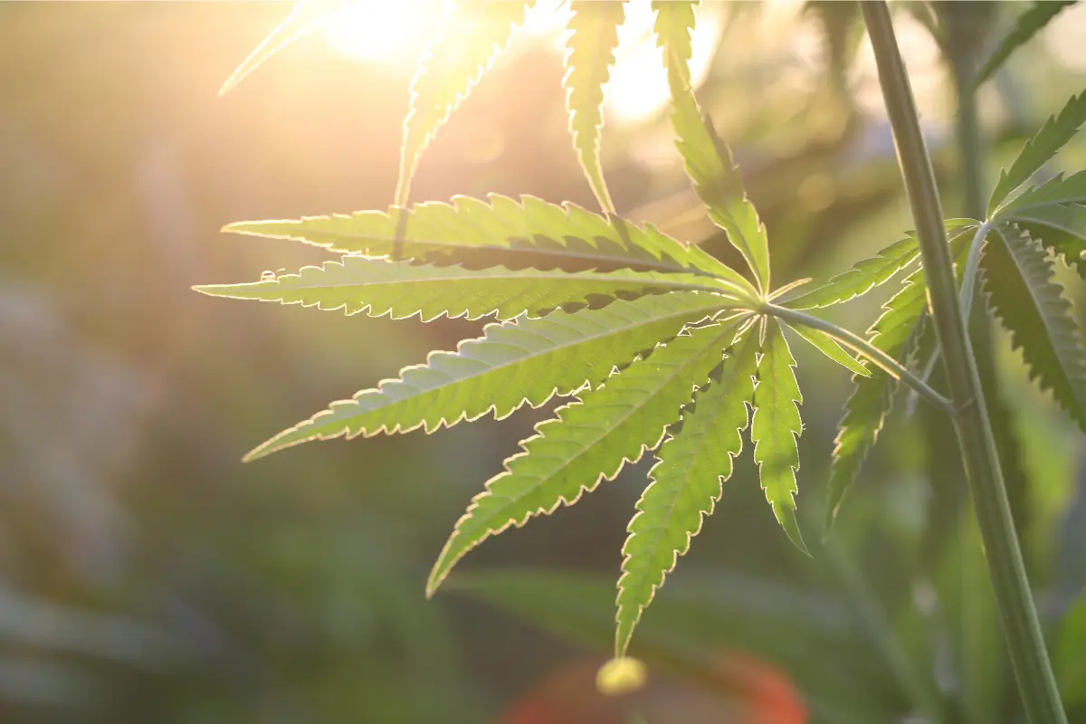 Local Business News: Missouri Marijuana Laws 2022